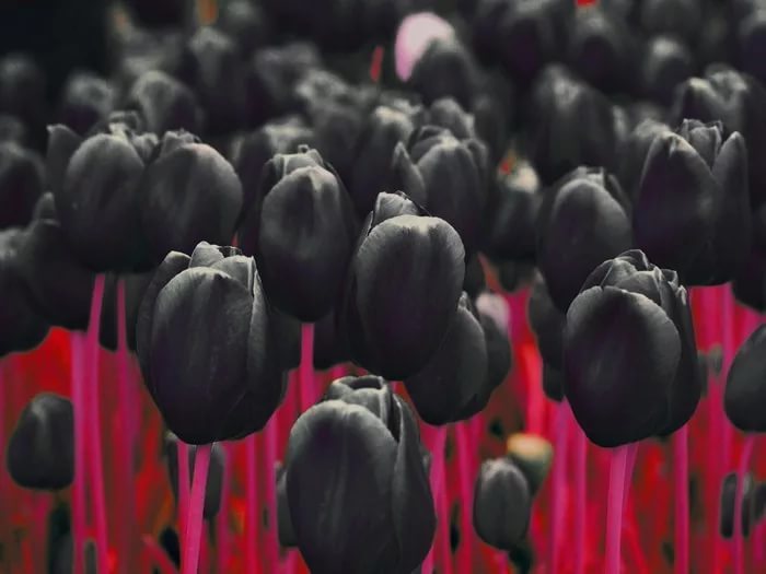 В ЦПКиО готовятся высадить черные тюльпаны к весне - Афиша Plus -  Фонтанка.Ру