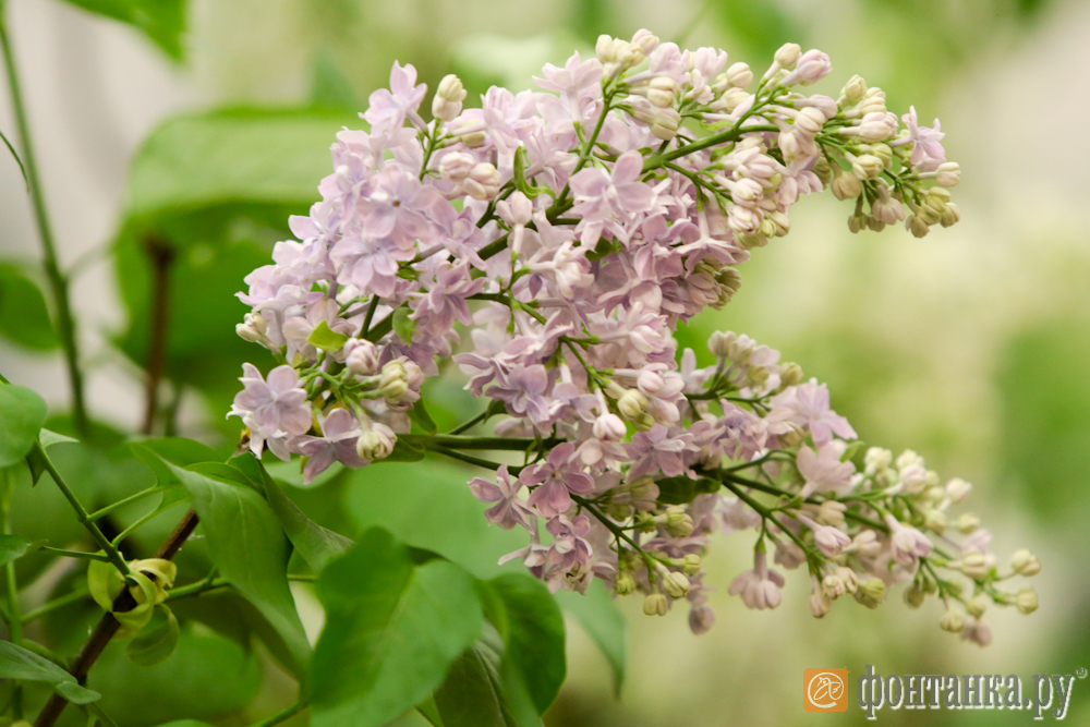 Кафе  "У пани Сони"