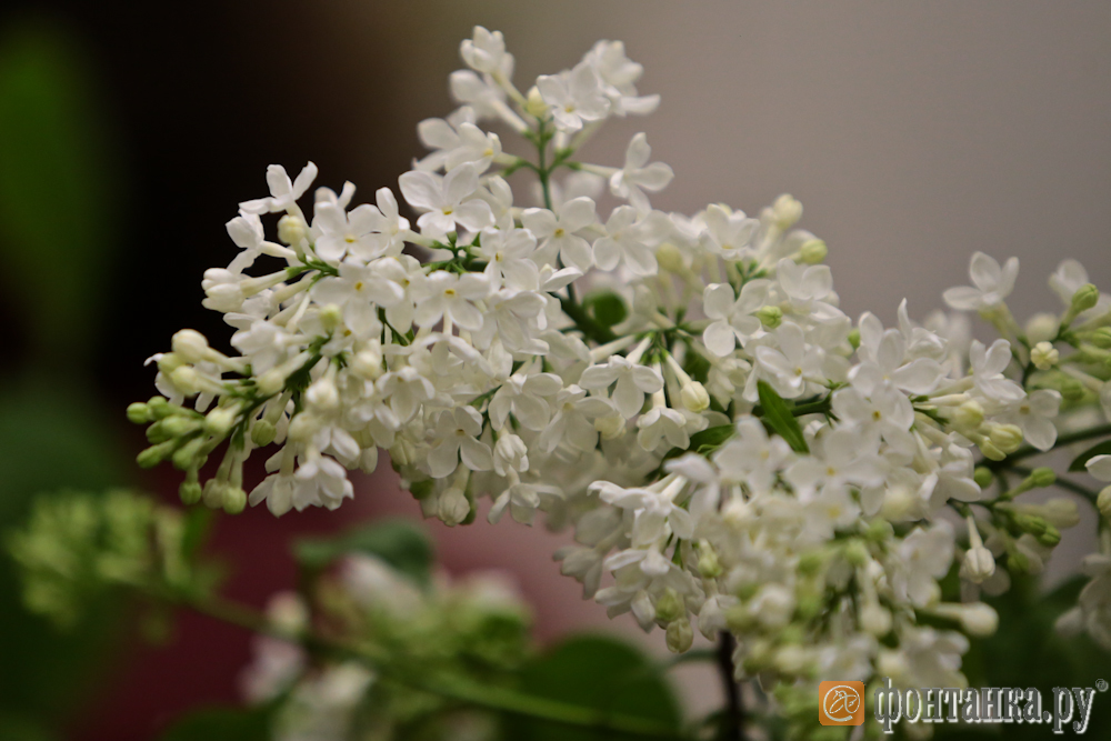 Кафе  "У пани Сони"