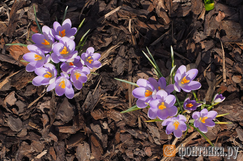 Кафе "У пани Сони"